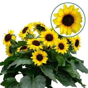 Afbeelding van Ej Helianthus P19 Honey